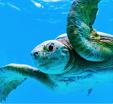 海を泳ぐウミガメ